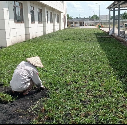Lá gừng ta