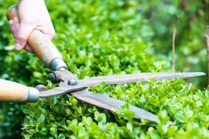 Ky thuat cat tia cay xanh