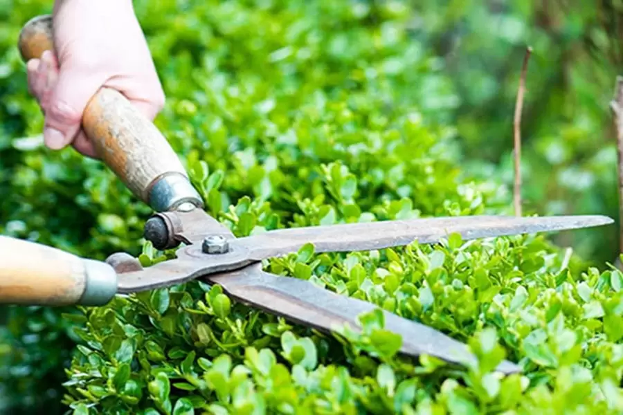 Ky thuat cat tia cay xanh